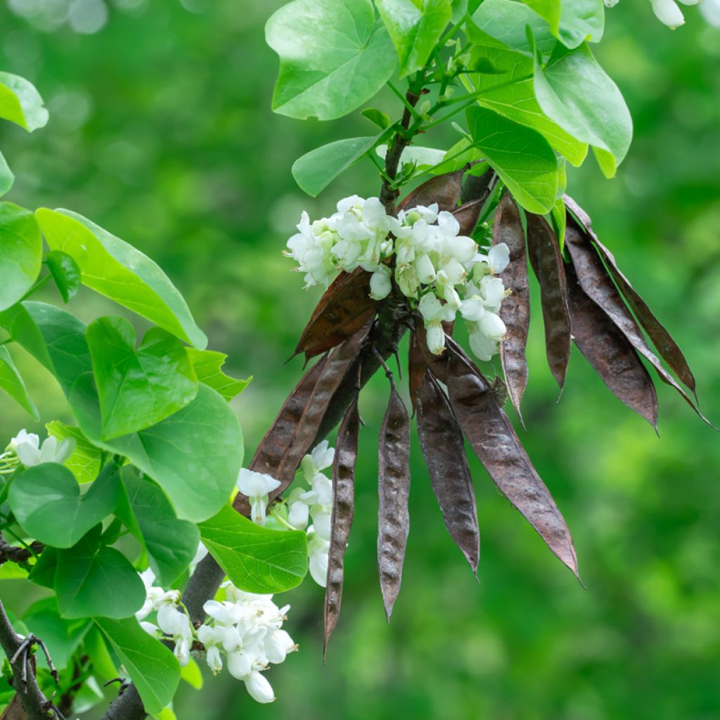 Cercis chinensis Shirobana - Árbol del amor