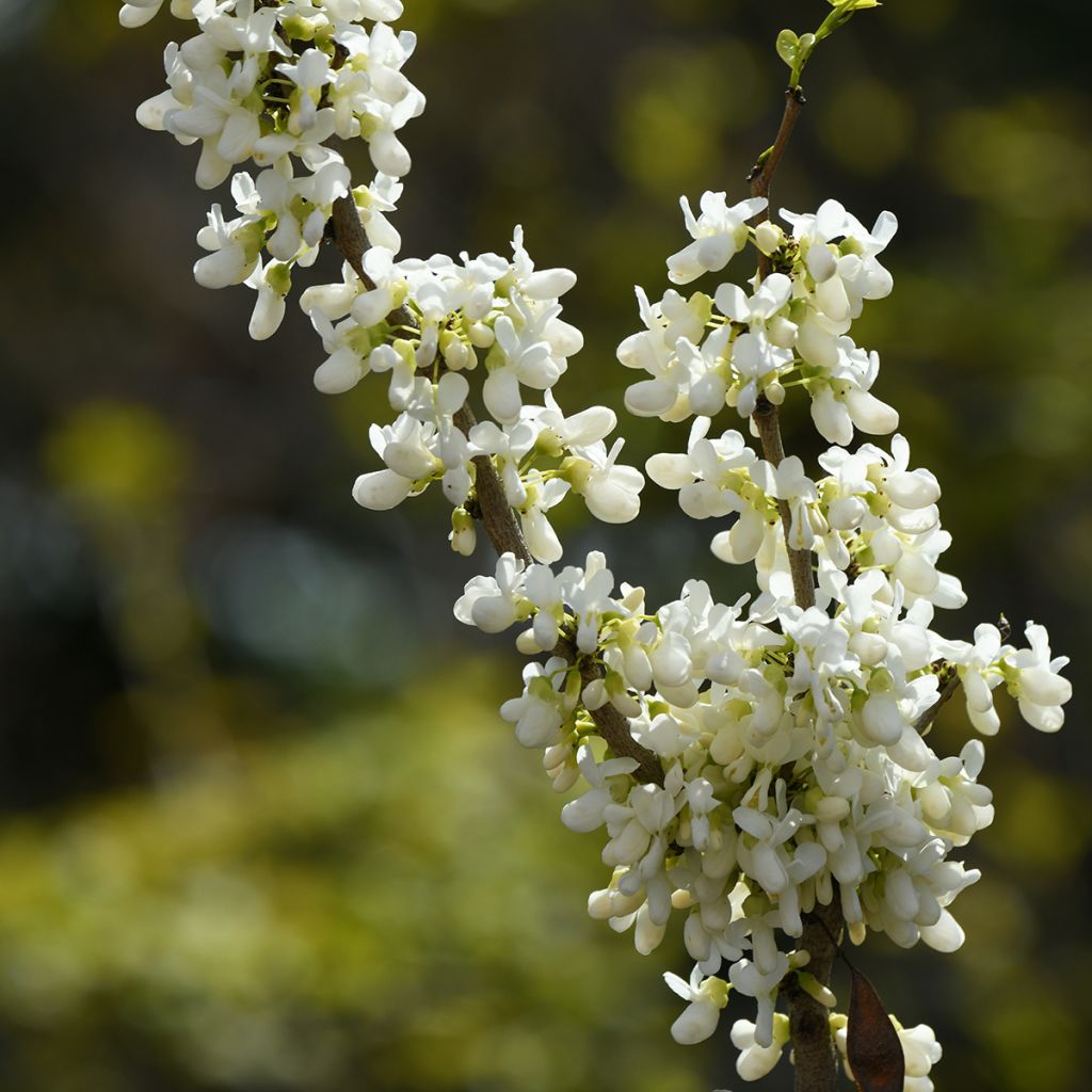 Cercis chinensis Shirobana - Árbol del amor