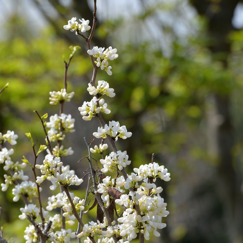 Cercis chinensis Shirobana - Árbol del amor