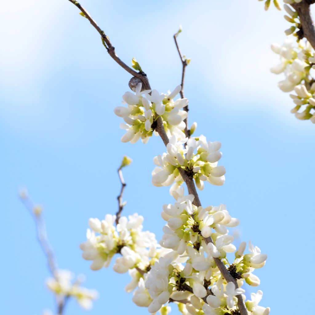 Cercis chinensis Shirobana - Árbol del amor