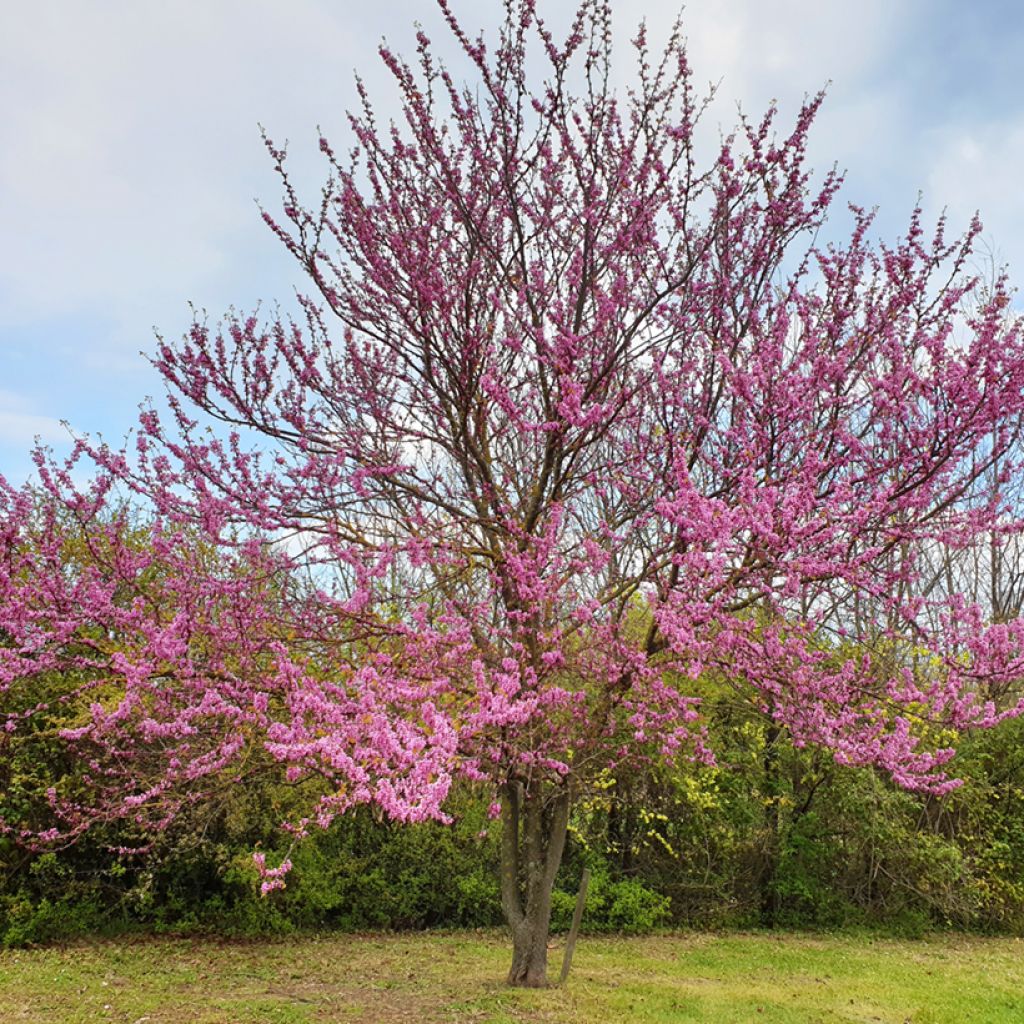 Árbol del amor - Cercis siliquastrum