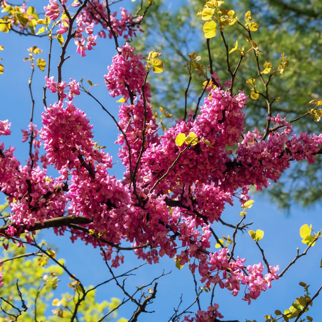 Árbol del amor - Cercis siliquastrum