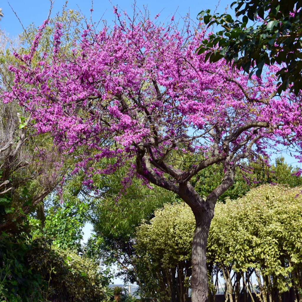 Árbol del amor - Cercis siliquastrum