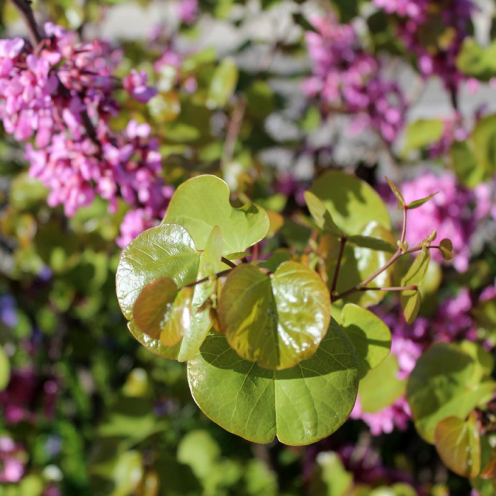 Árbol del amor - Cercis siliquastrum