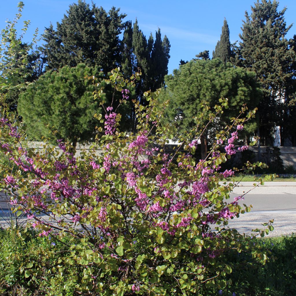 Árbol del amor - Cercis siliquastrum