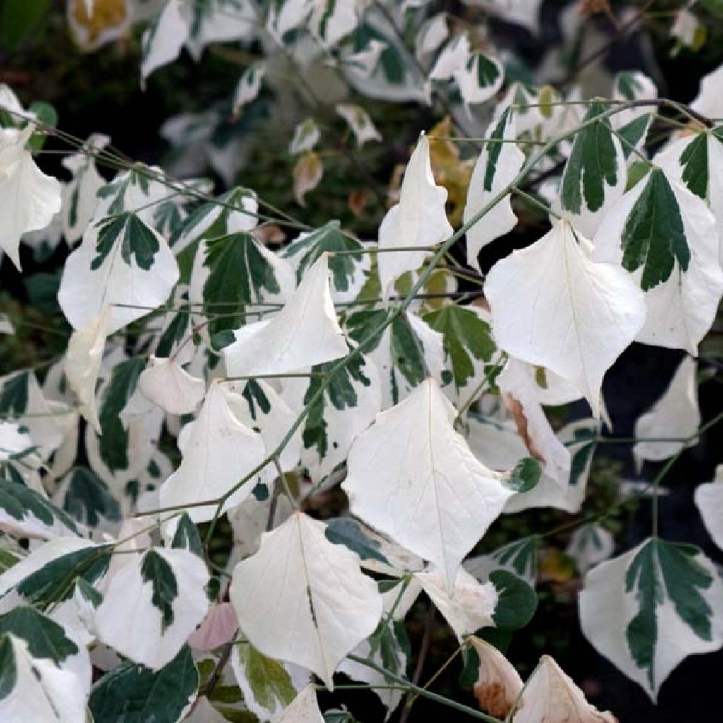 Arbre de Judée panaché - Cercis canadensis Silver Lining