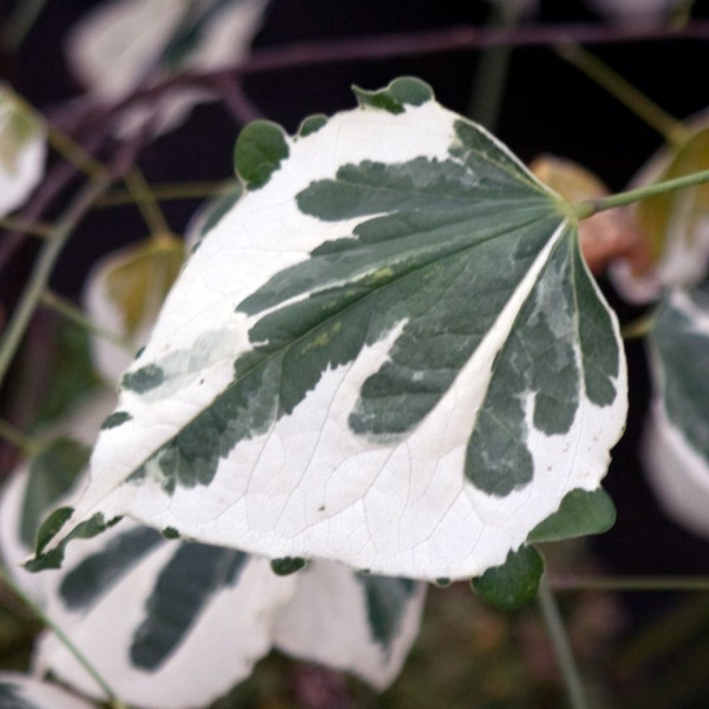 Arbre de Judée panaché - Cercis canadensis Silver Lining