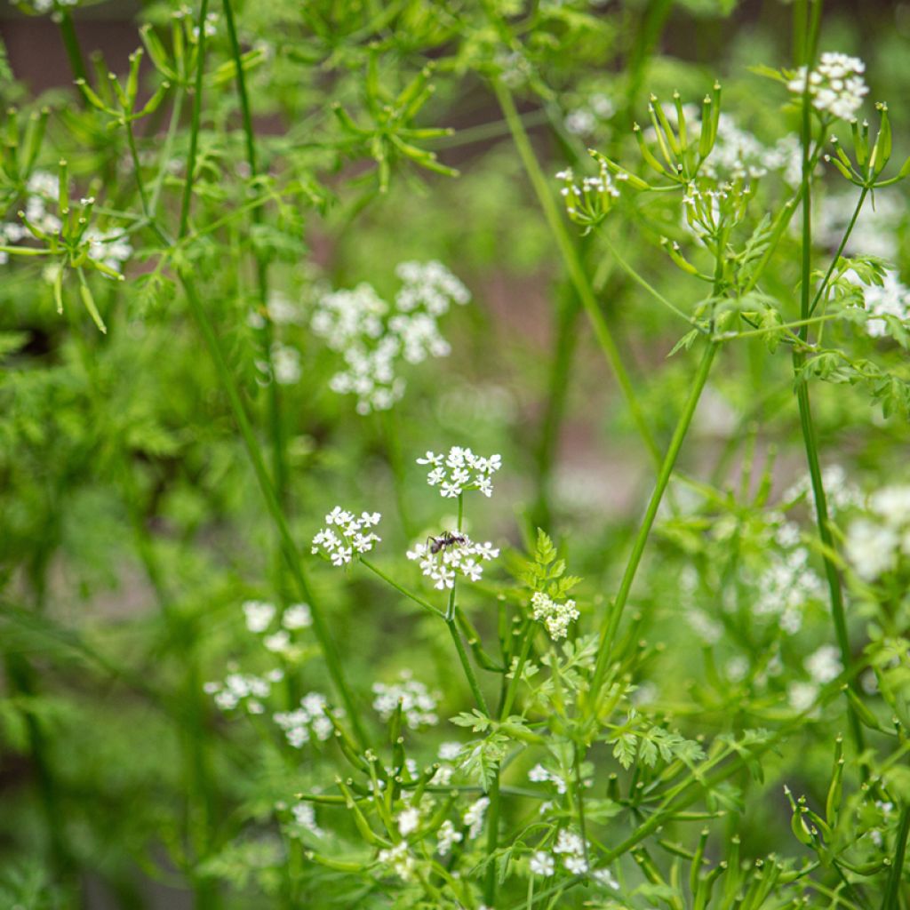 Perifollo - Anthriscus cerefolium