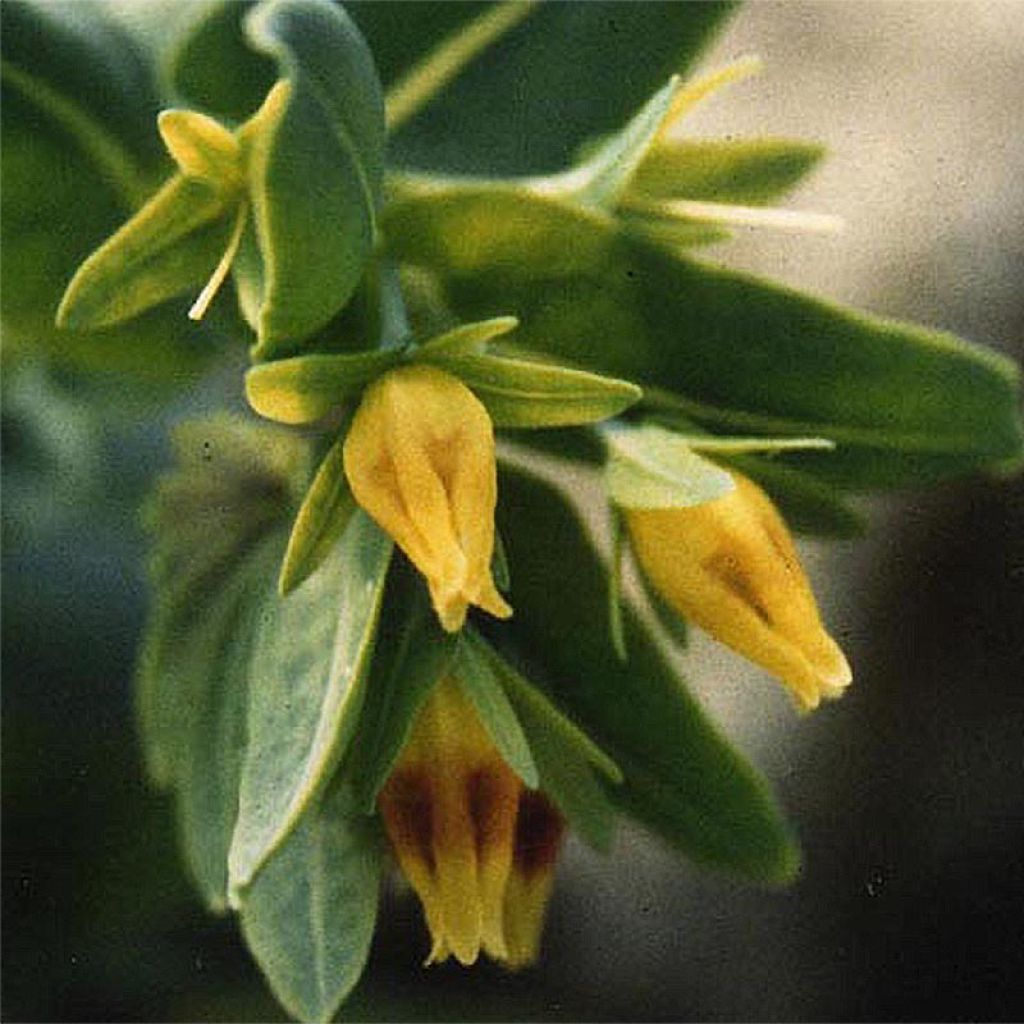 Cerinthe glabra - Ceriflor