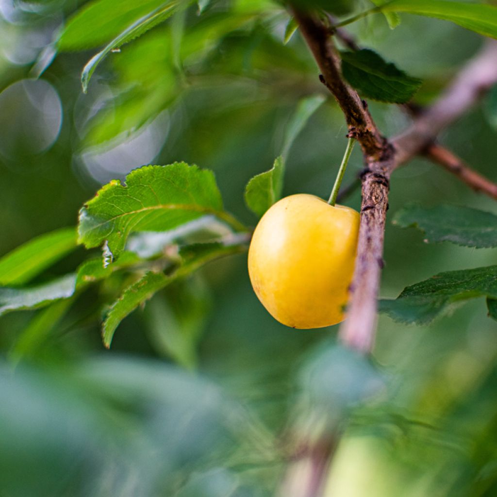 Cerisier Bigarreau Jaune de Missens Bio