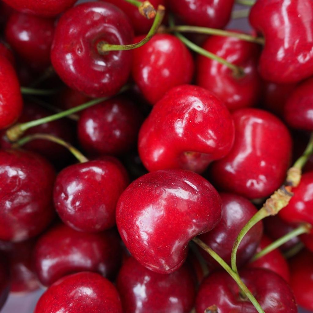 Cerisier Bigarreau Tardif de Vignola - Prunus cerasus