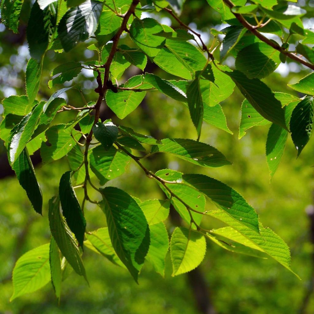 Cerisier Griotte du Nord - Prunus cerasus