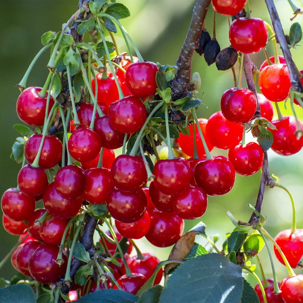 Cerisier - Prunus cerasus Kelleriis 16