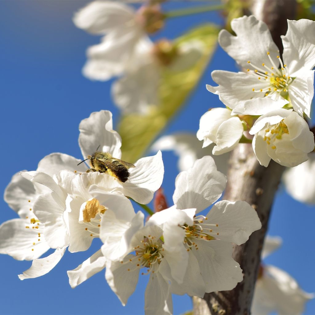 Cerisier - Prunus cerasus Kelleriis 16