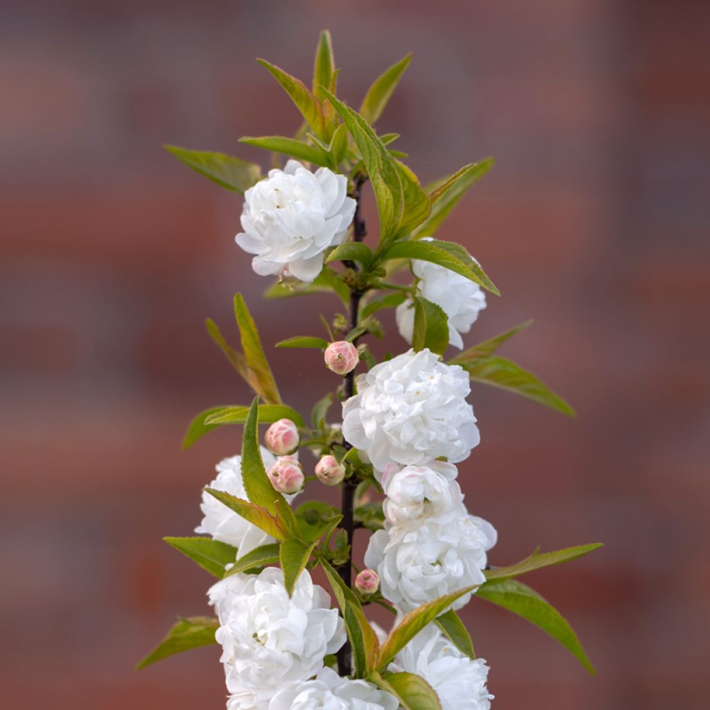 Prunus glandulosa Alba Plena