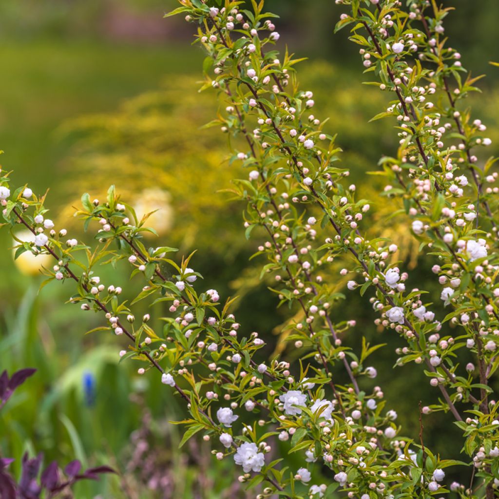 Prunus glandulosa Alba Plena