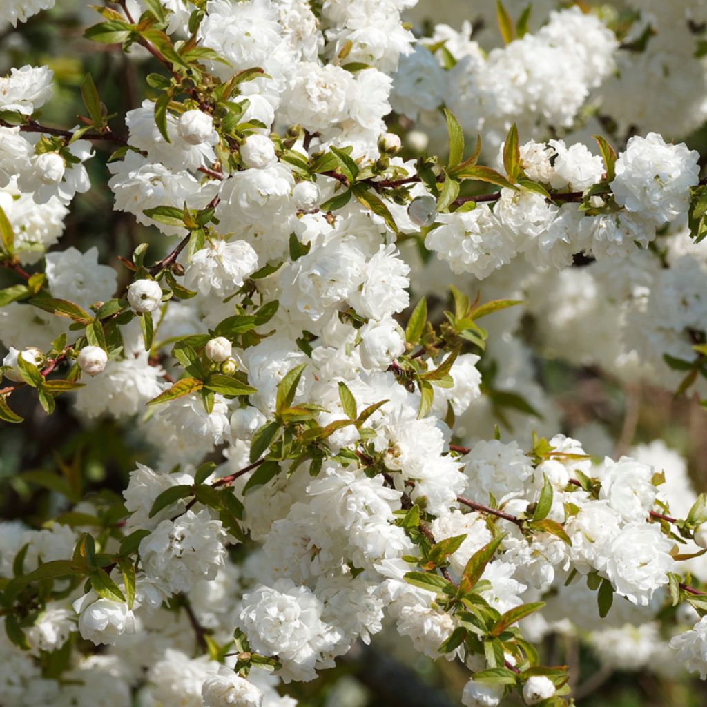 Prunus glandulosa Alba Plena