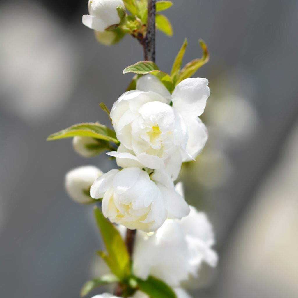 Prunus glandulosa Alba Plena