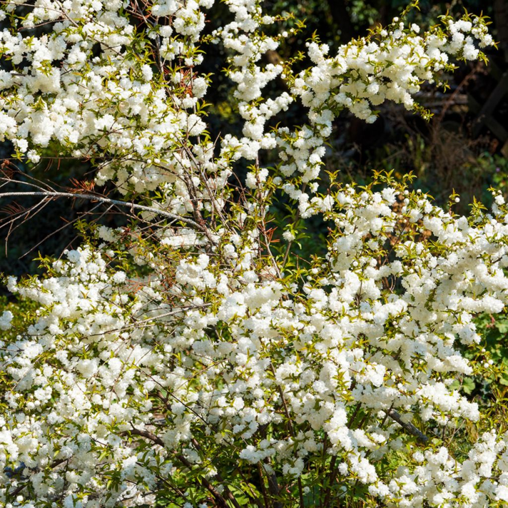 Prunus glandulosa Alba Plena