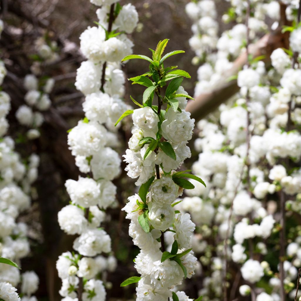 Prunus glandulosa Alba Plena