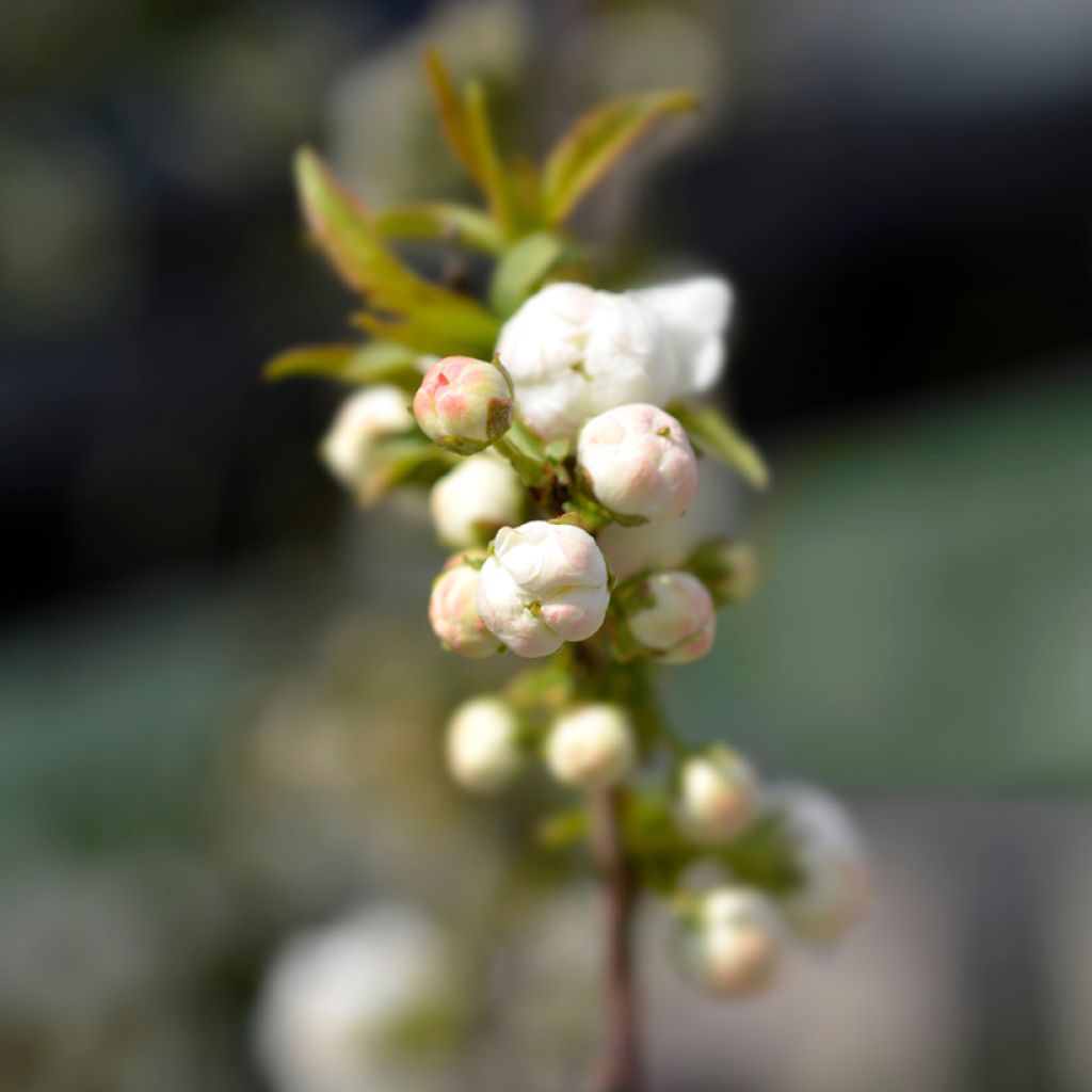 Prunus glandulosa Alba Plena