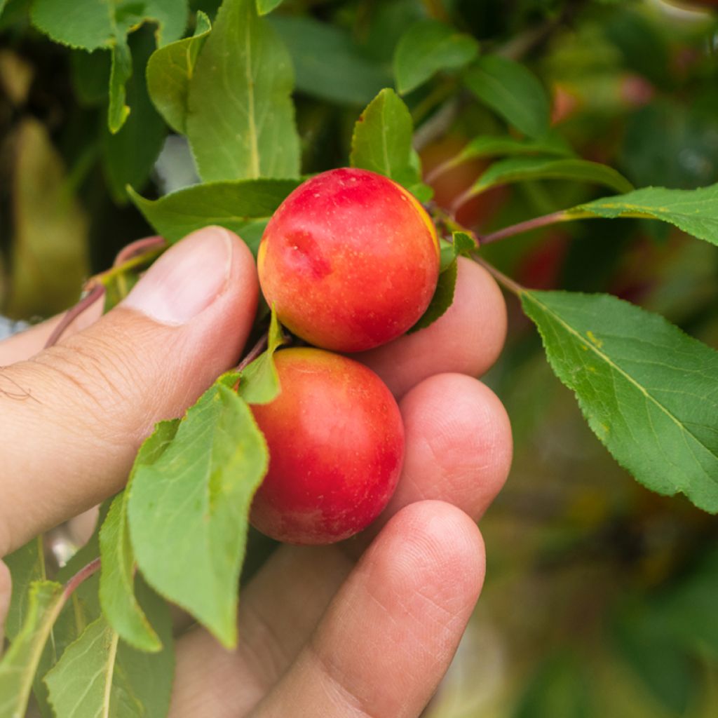 Prunus cerasifera - Ciruelo de jardín