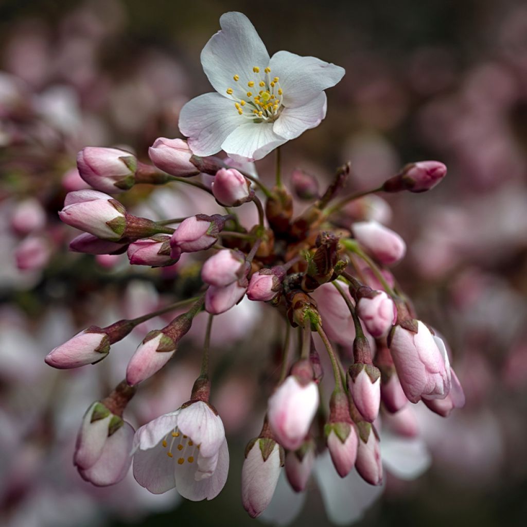 Cerezo de flor Pandora