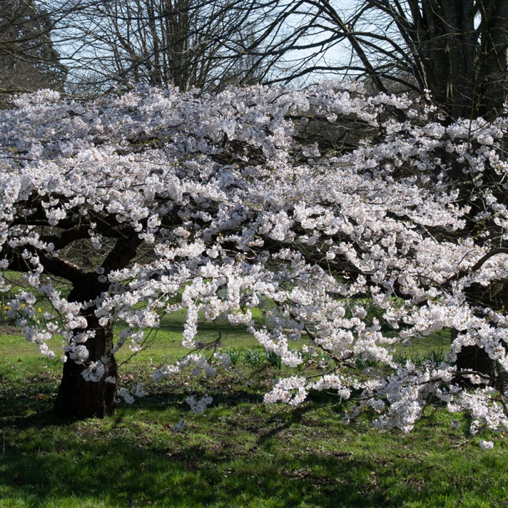 Cerezo de flor Pandora