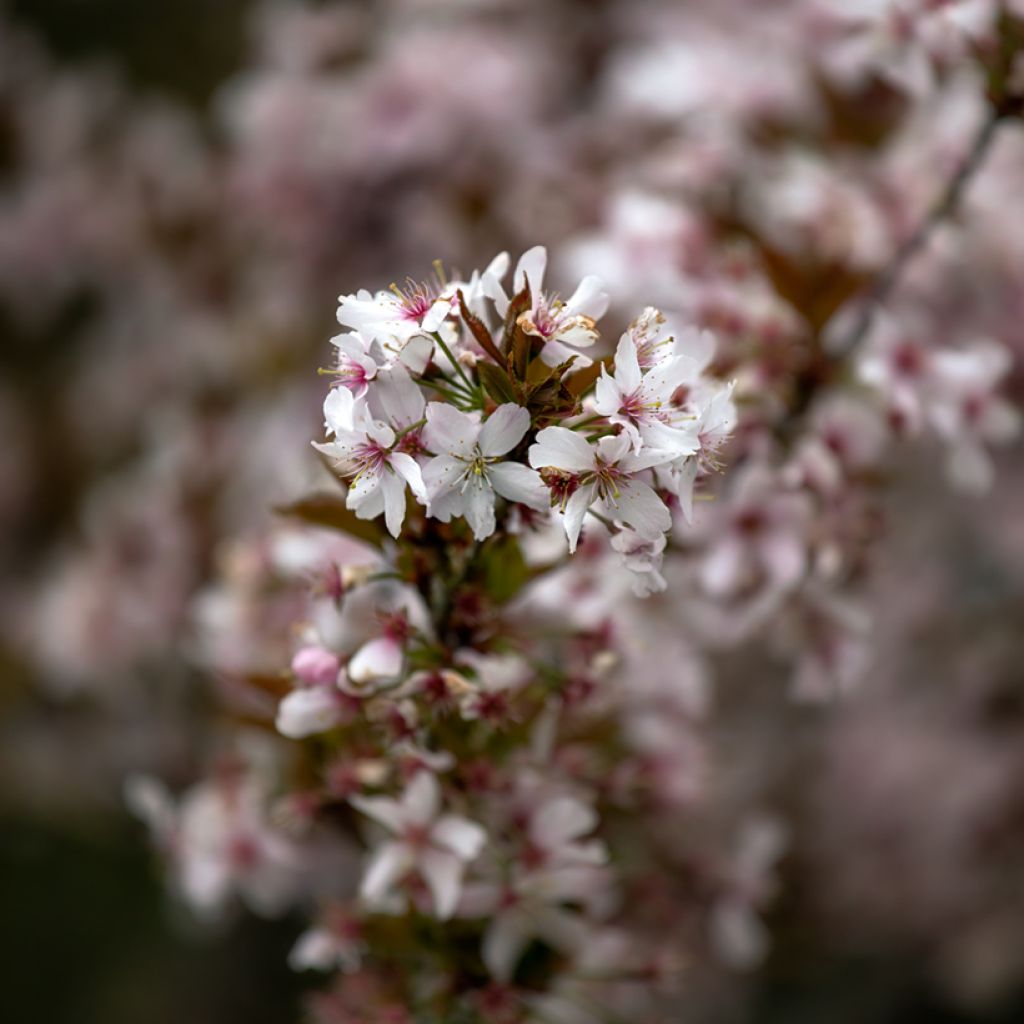 Cerezo de flor Pandora