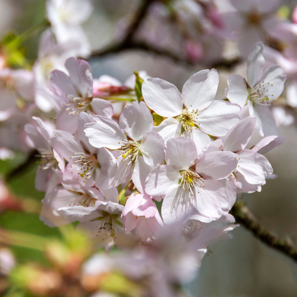 Cerezo de flor Pandora