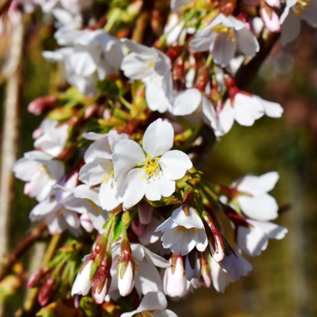 Cerezo de flor Snow Fountains