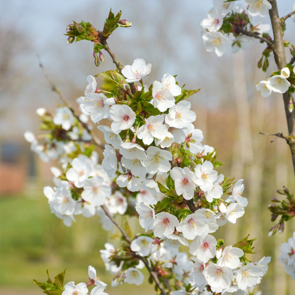 Cerezo de flor Umineko