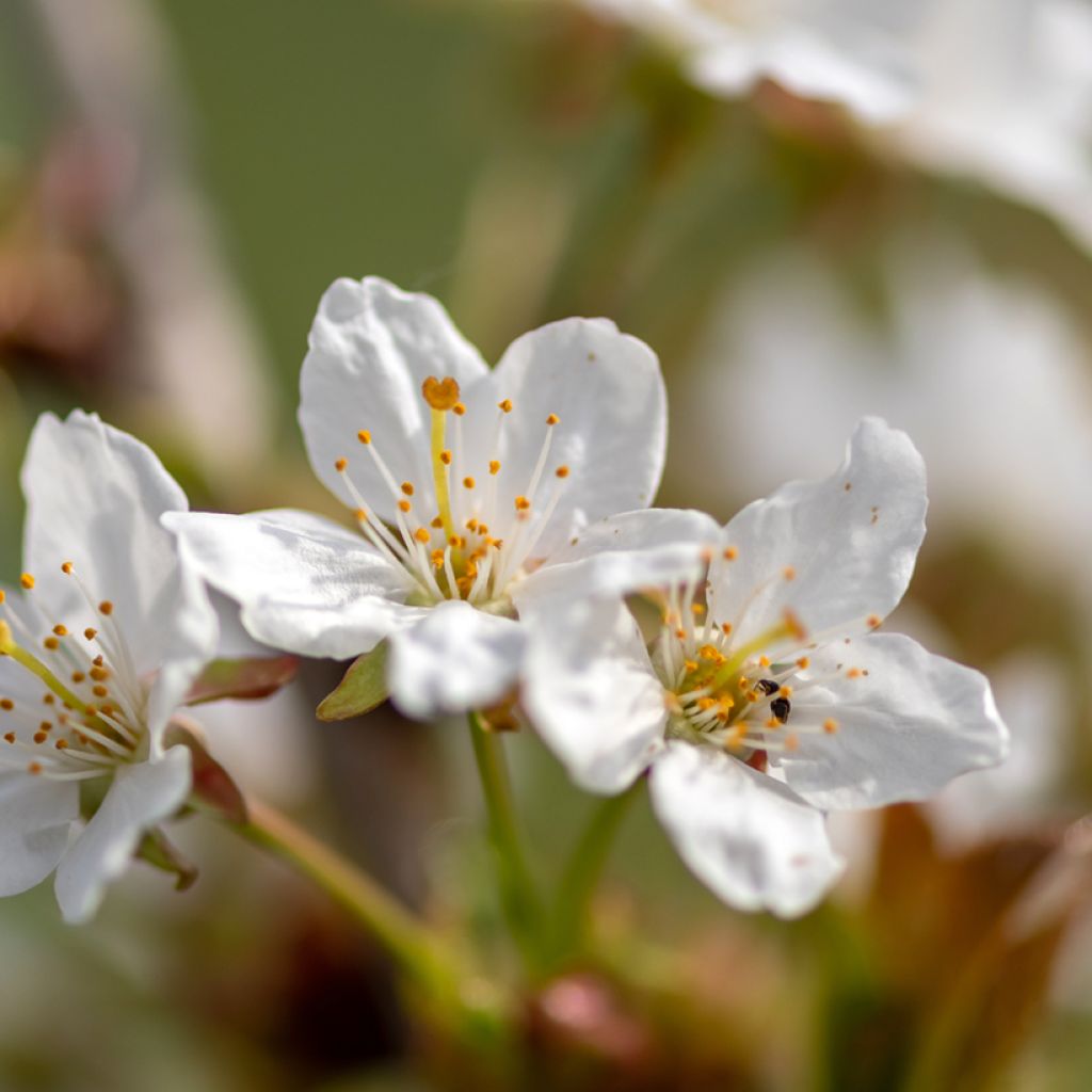 Cerezo de flor Umineko