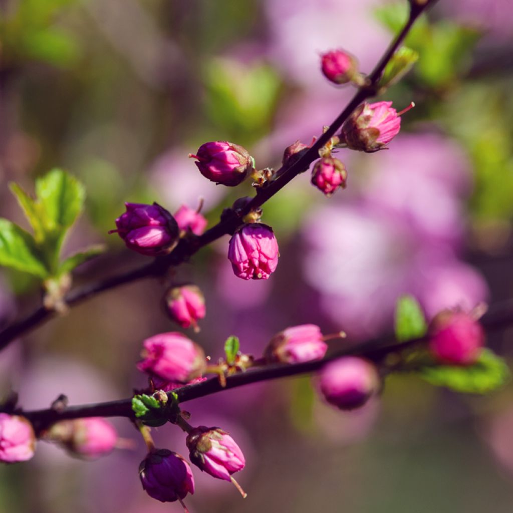 Prunus glandulosa Rosea Plena