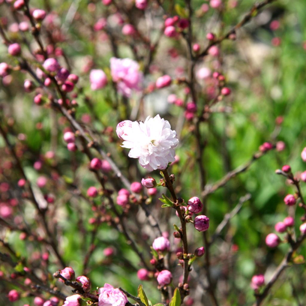 Prunus glandulosa Rosea Plena