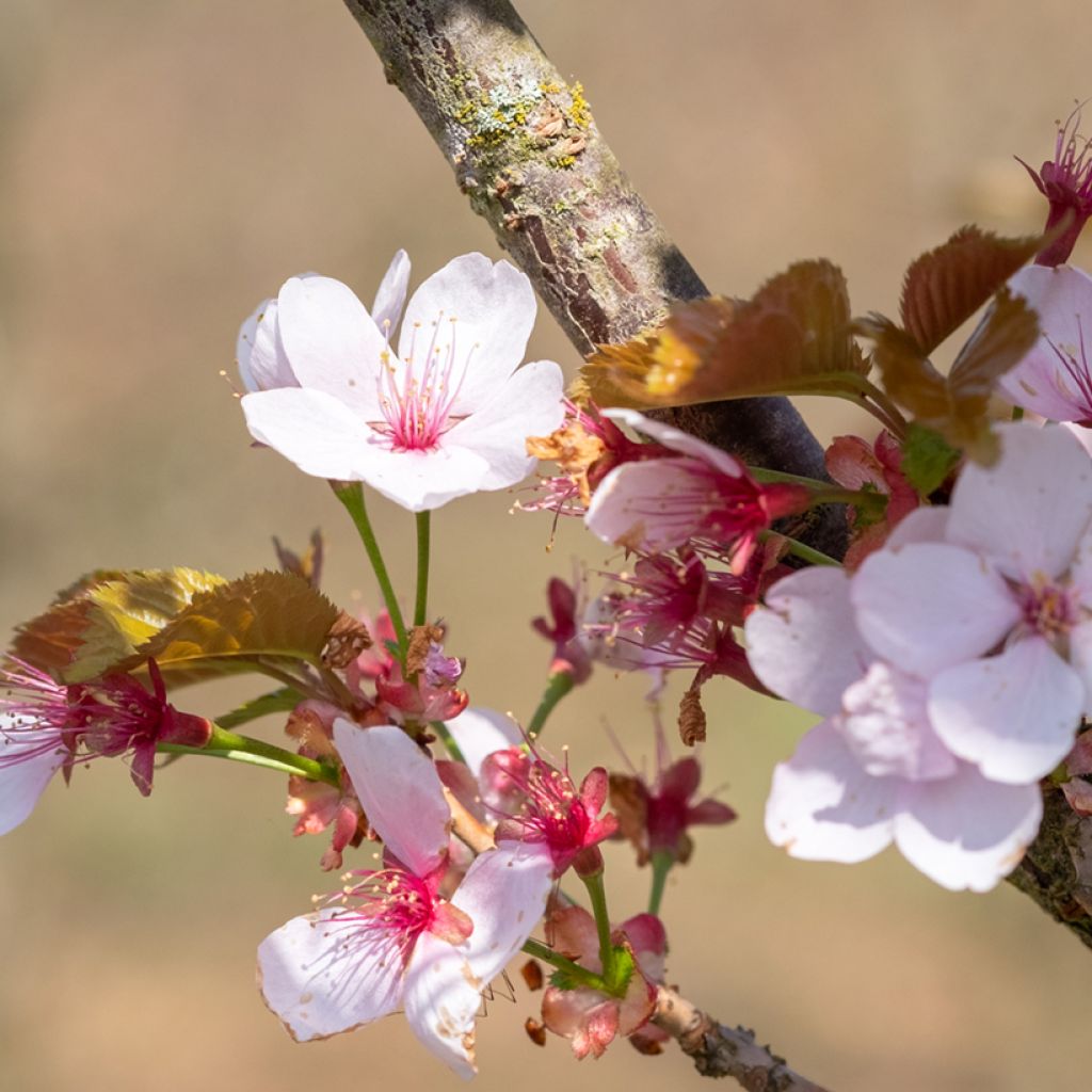 Prunus hillieri Spire