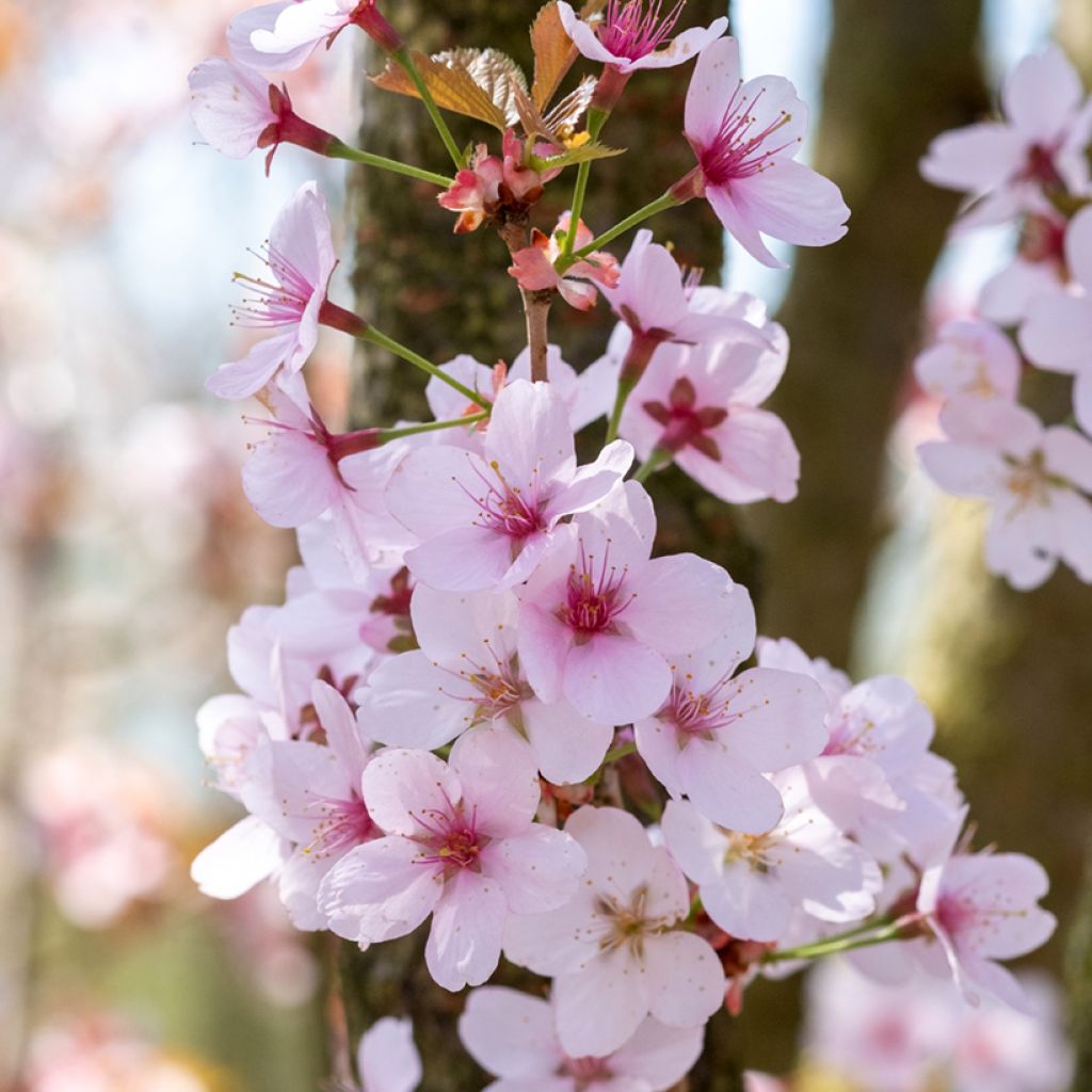 Prunus hillieri Spire