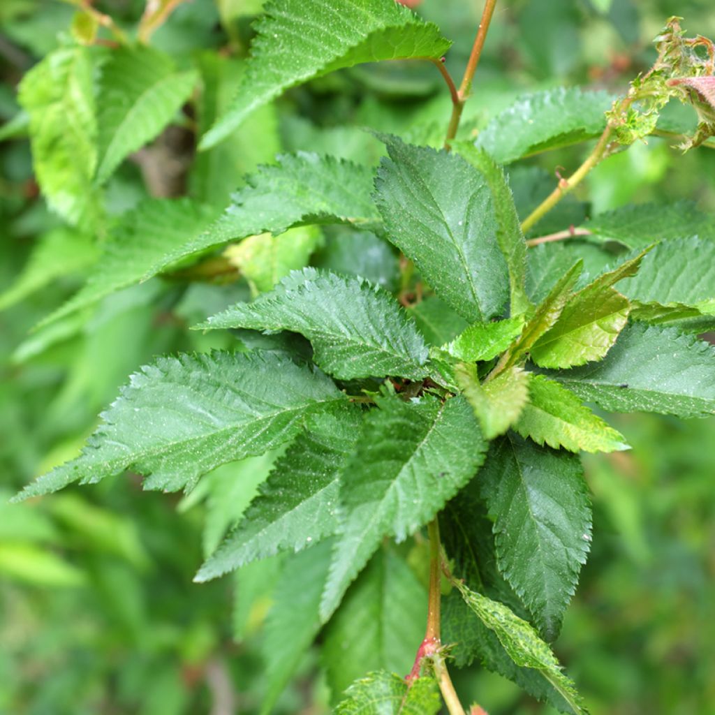 Prunus nipponica var. kurilensis Ruby