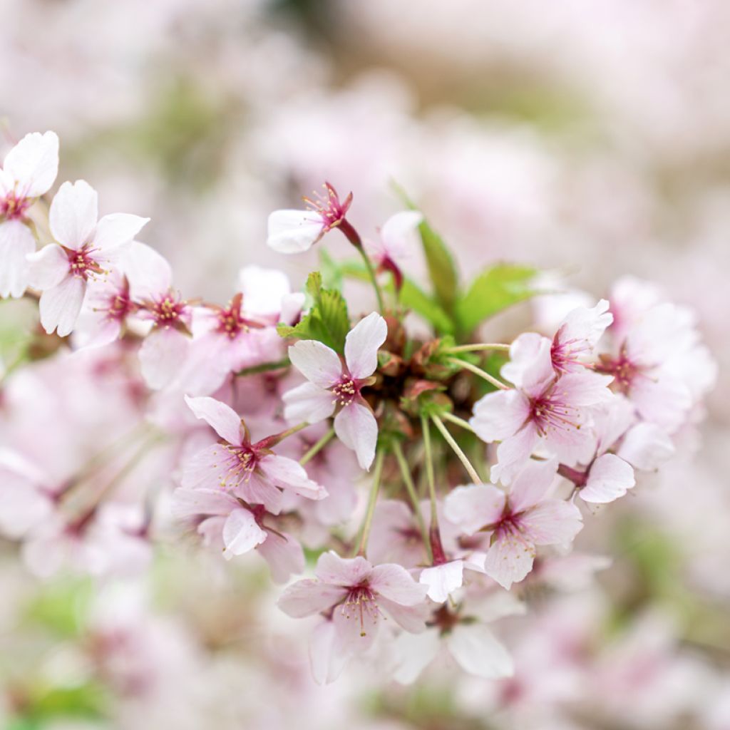 Prunus nipponica var. kurilensis Brillant