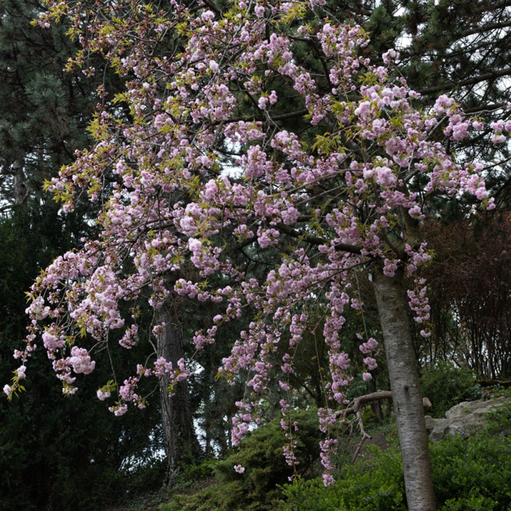 Cerezo japonés Kiku-Shidare-Zakura - Prunus serrulata