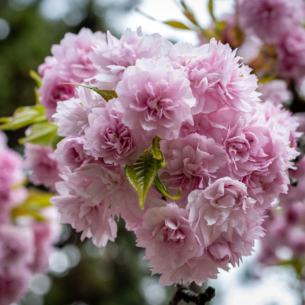 Cerezo japonés Kiku-Shidare-Zakura - Prunus serrulata