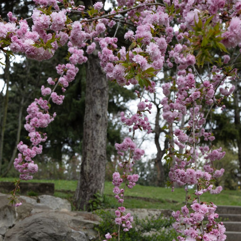 Cerezo japonés Kiku-Shidare-Zakura - Prunus serrulata