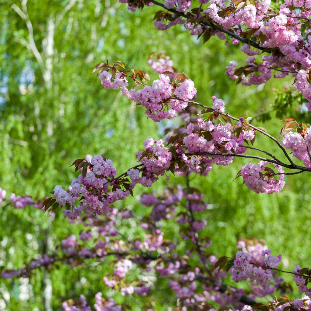 Cerezo japonés Pink Perfection - Prunus serrulata