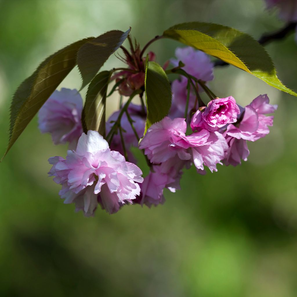 Cerezo japonés Pink Perfection - Prunus serrulata