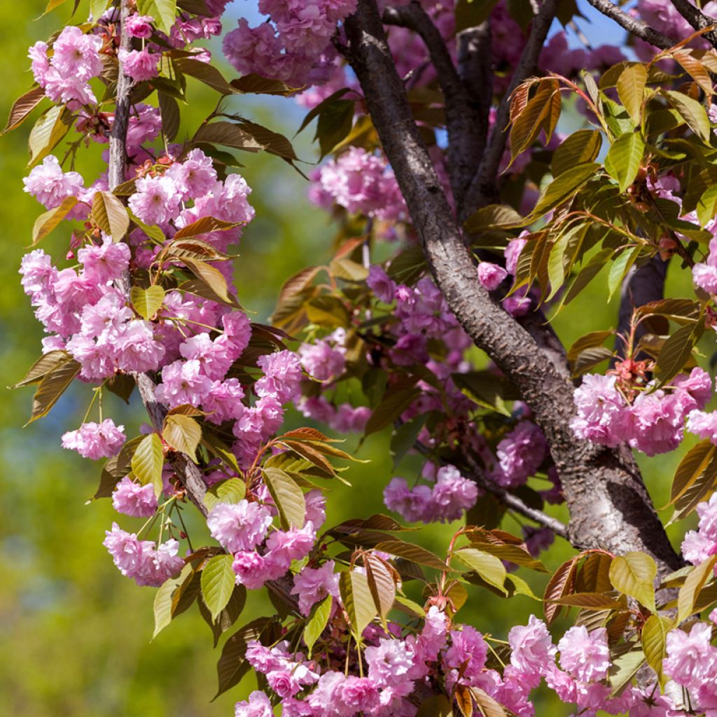 Cerezo japonés Pink Perfection - Prunus serrulata