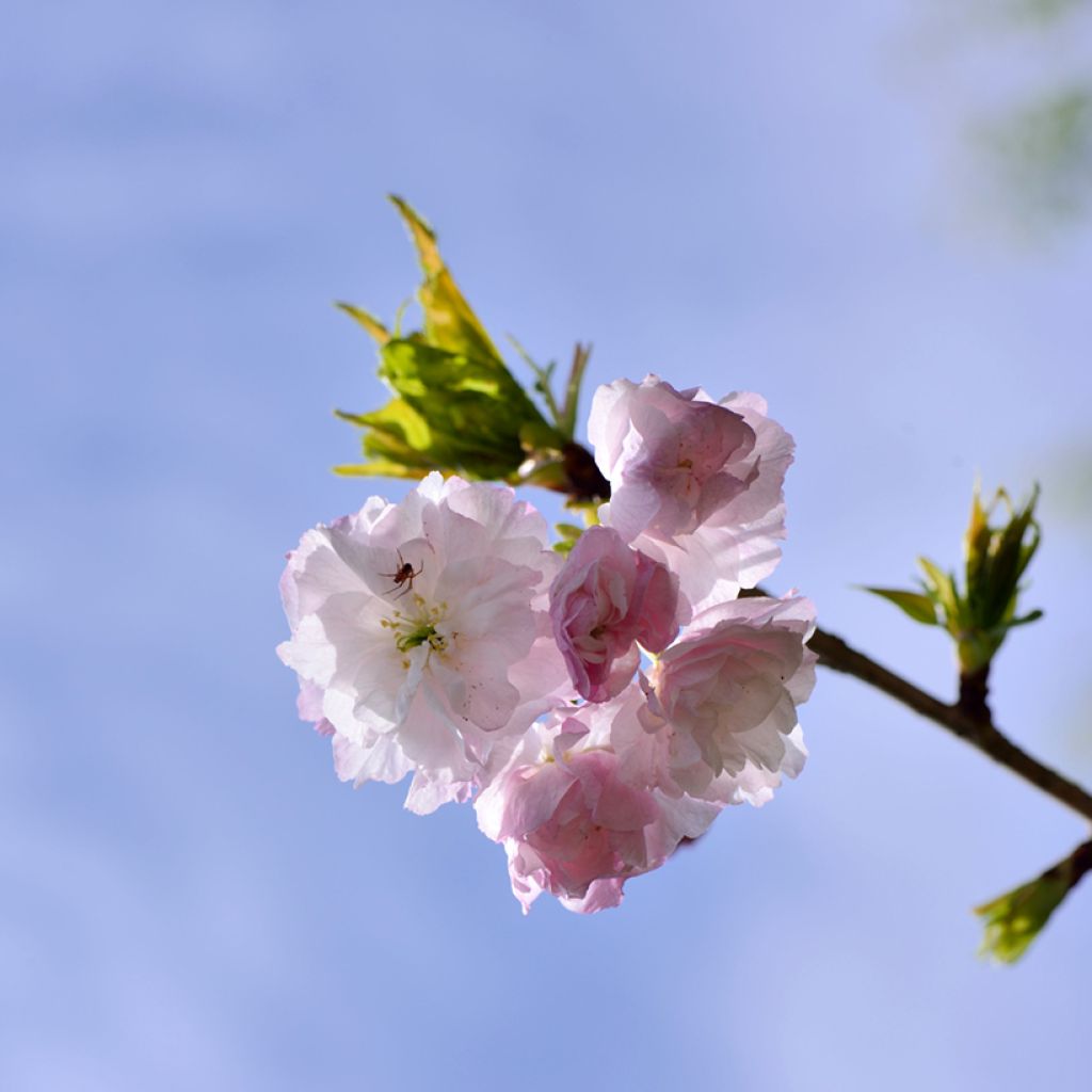 Cerezo japonés Shirofugen - Prunus serrulata