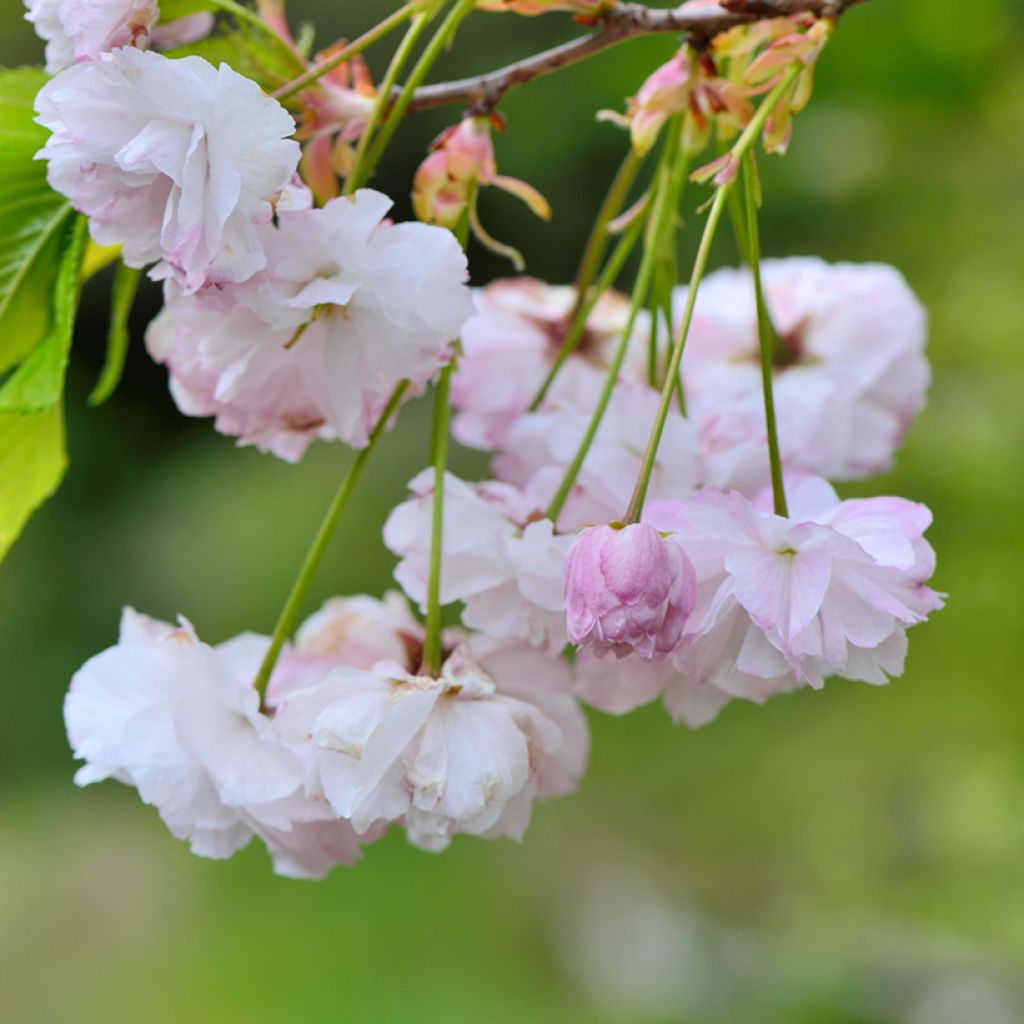 Cerezo japonés Shirofugen - Prunus serrulata