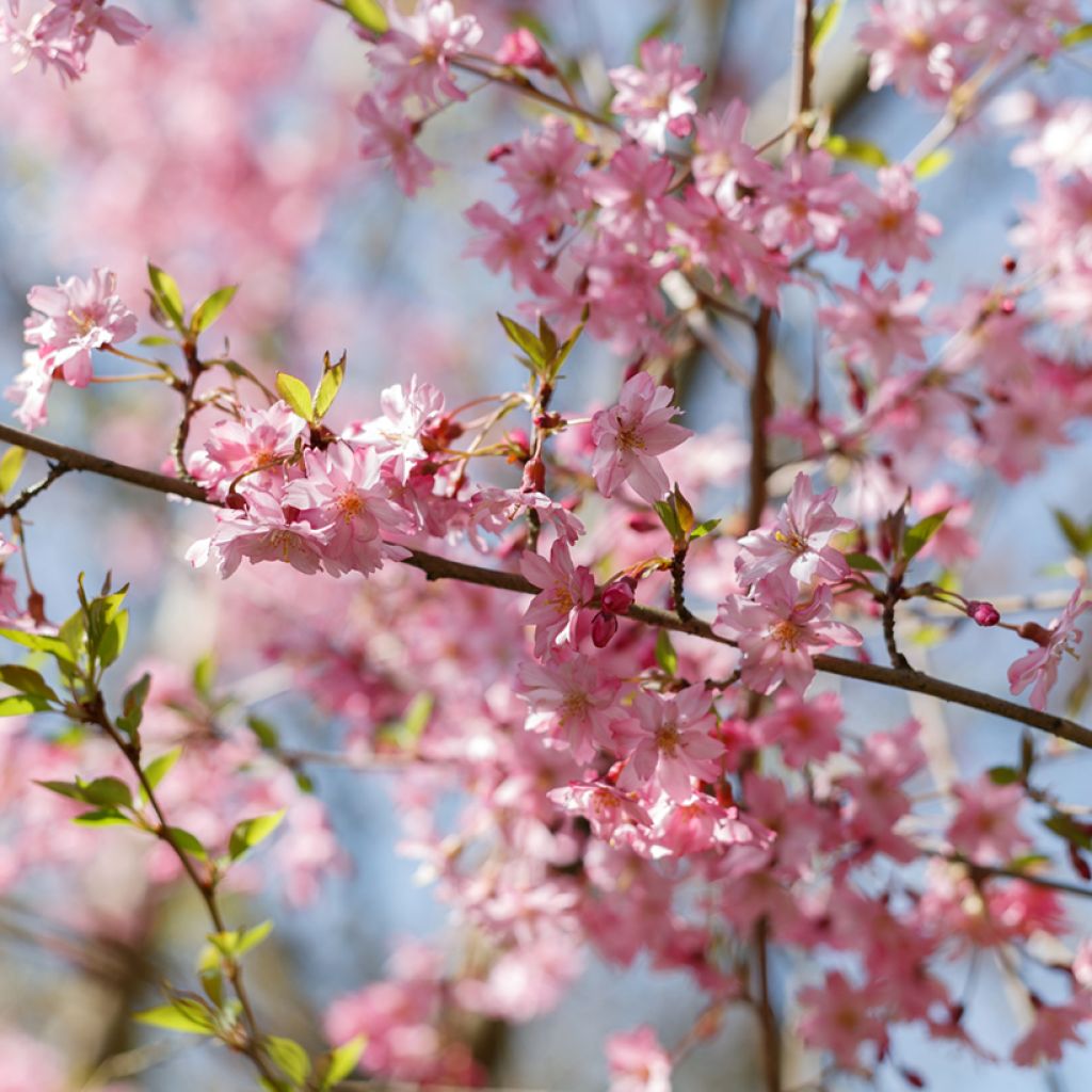 Cerezo de flor subhirtella Fukubana