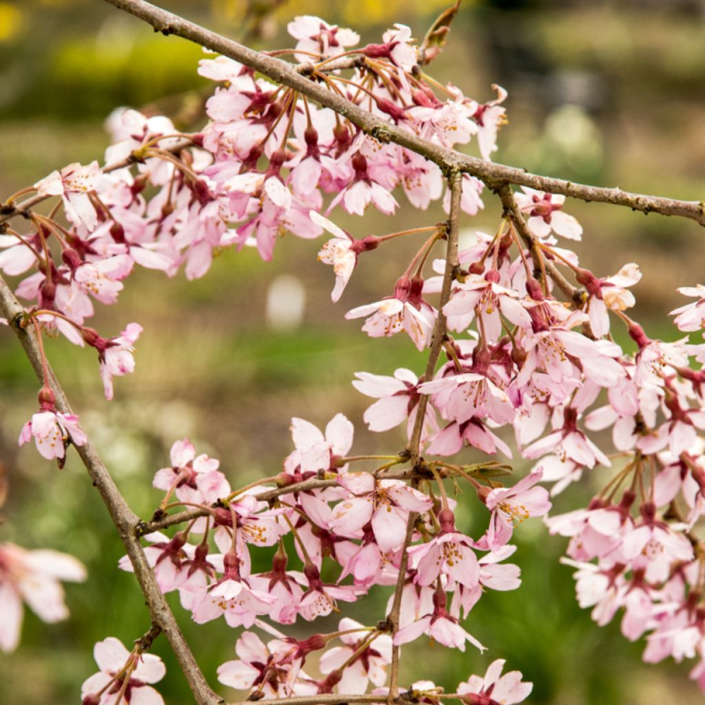 Cerezo de flor subhirtella Pendula Rubra