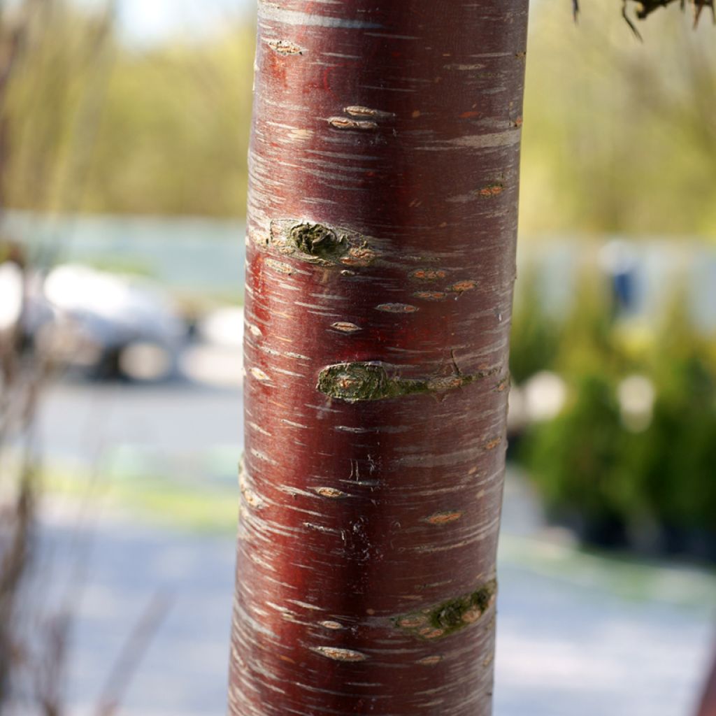 Cerezo de flor subhirtella Pendula Rubra